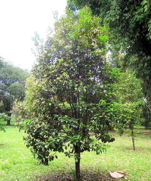 Eugenia_brasiliensis_-_Jardim_Botânico_de_São_Paulo_-_IMG_0397.jpg