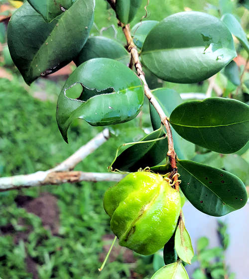 Eugenia selloi leaves and fruit