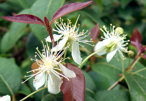 Forest & Kim Starr, CC BY 3.0 httpscreativecommons.orglicensesby3.0, via Wikimedia Commons