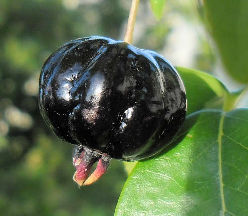 Huertasurbanas, CC BY-SA 3.0 httpscreativecommons.orglicensesby-sa3.0, via Wikimedia Commons