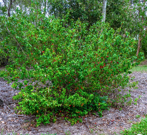 John Robert McPherson, CC BY-SA 4.0 httpscreativecommons.orglicensesby-sa4.0, via Wikimedia Commons