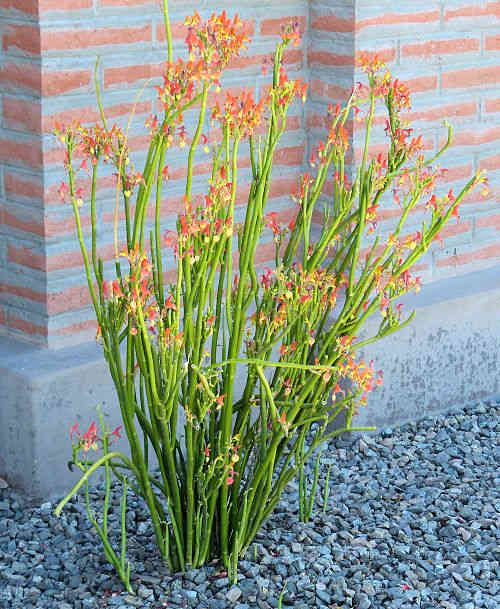 Euphorbia lomelii: Slipper Plant