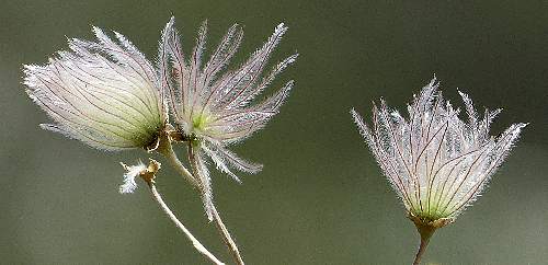 Fallugia paradoxa: Apache Plume - seed plumes