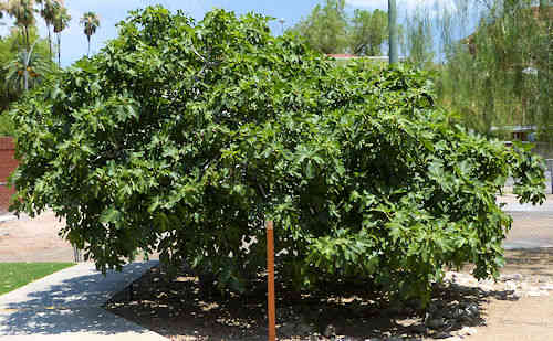 Edible Fig: Ficus carica