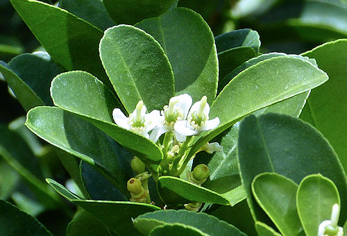 Kumquat: Citrus japonica - flowers