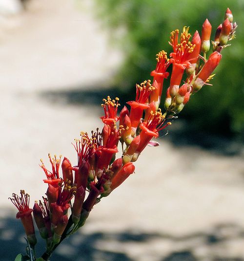 Fouquieria splendens: Ocotillo - flowers