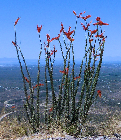 Fouquieria splendens: Ocotillo