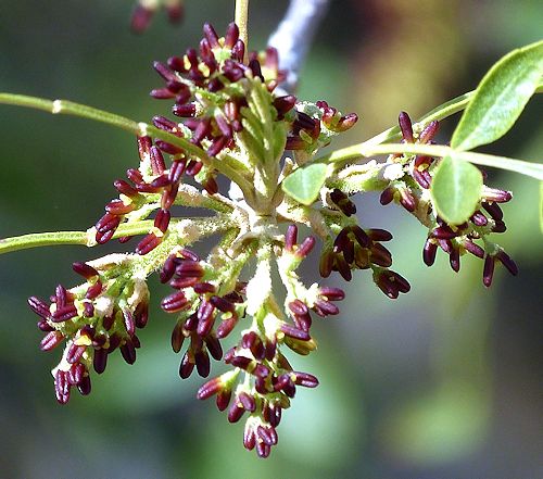 Fraxinus greggii: Littleleaf Ash - flower