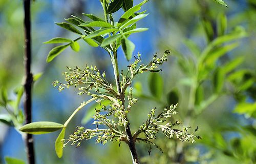 Fraxinus greggii: Littleleaf Ash - flowers