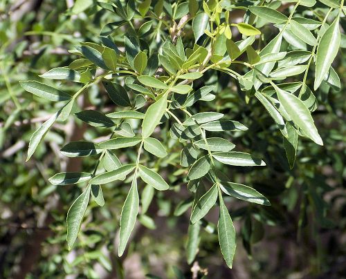 Fraxinus greggii: Littleleaf Ash - leaves
