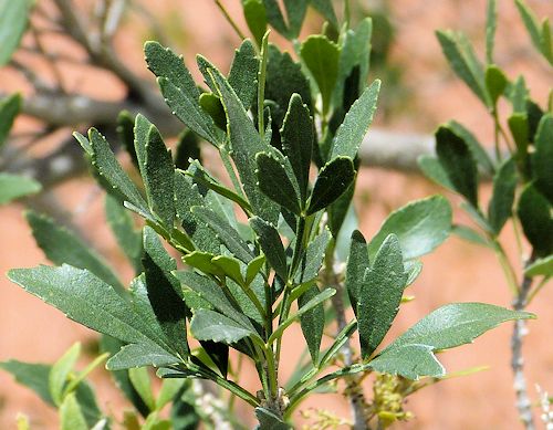 Fraxinus greggii: Littleleaf Ash - new leaves