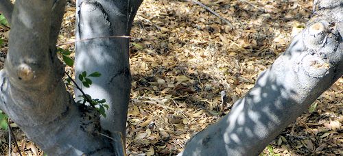 Fraxinus greggii: Littleleaf Ash - trunk