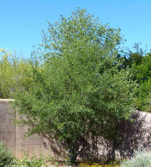 Fraxinus greggii: Littleleaf Ash