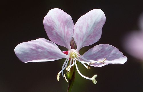 Oenothera lindheimeri: Gaura - flower
