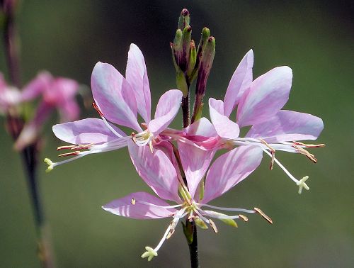Oenothera lindheimeri: Gaura - flowers