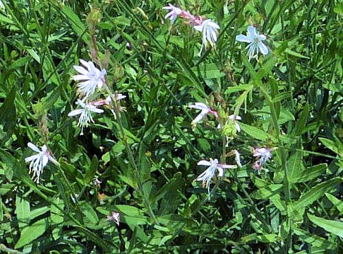Oenothera lindheimeri: Gaura