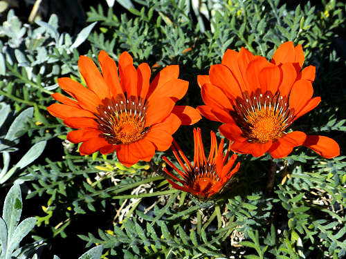 Gazania rigens flower