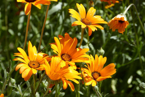 Gazania rigens flowers