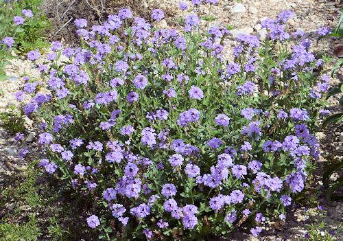 Verbena gooddingii: Goodding's Verbena