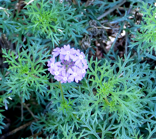 Verbena aristigera: Moss Verbena