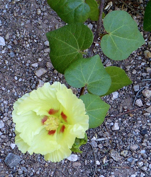 Gossypium harknessii: San Marcos Hibiscus flower