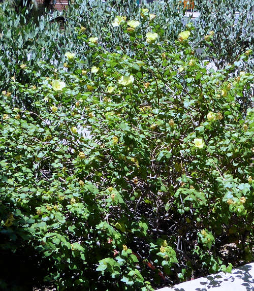 Gossypium harknessii: San Marcos Hibiscus