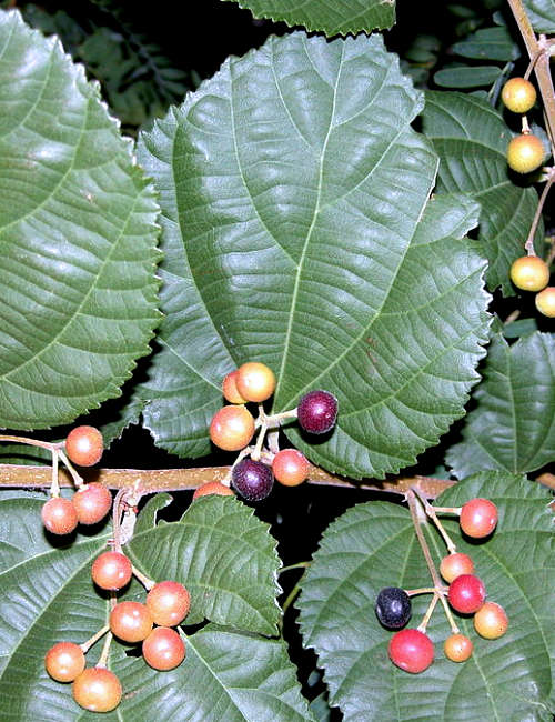 Dinesh Valke from Thane, India, CC BY-SA 2.0 httpscreativecommons.orglicensesby-sa2.0, via Wikimedia Commons