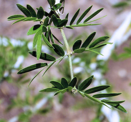 Guaiacum: Guayacan leaves folded