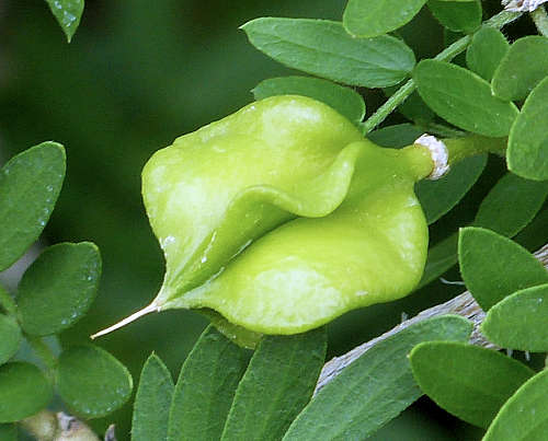 Guaiacum: Guayacan seed capsule