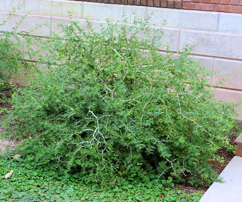 Guaiacum: Guayacan