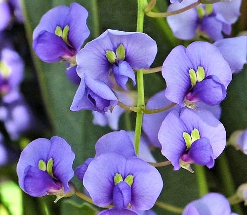 Hardenbergia violacea: Lilac Vine - flowers
