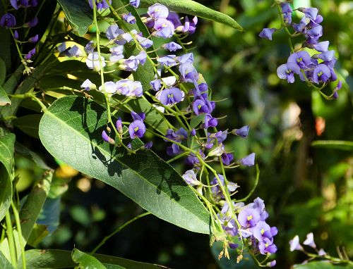 Hardenbergia violacea: Lilac Vine