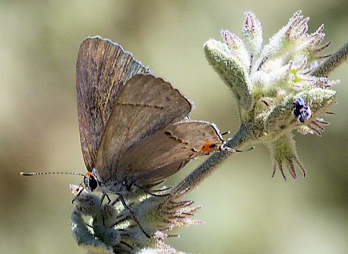 Condea emoryi: Desert Lavender - with butterfly