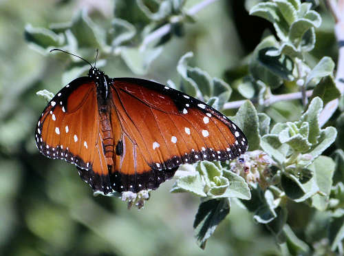 Condea emoryi: Desert Lavender - butterfly