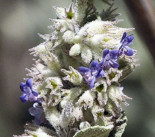 Condea emoryi: Desert Lavender - flowers