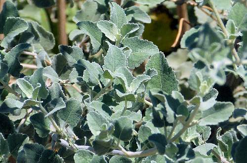 Condea emoryi: Desert Lavender - leaves