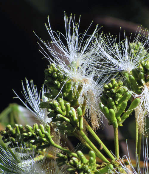 By Forest & Kim Starr, CC BY 3.0 us, httpscommons.wikimedia.orgwindex.phpcurid-71901284