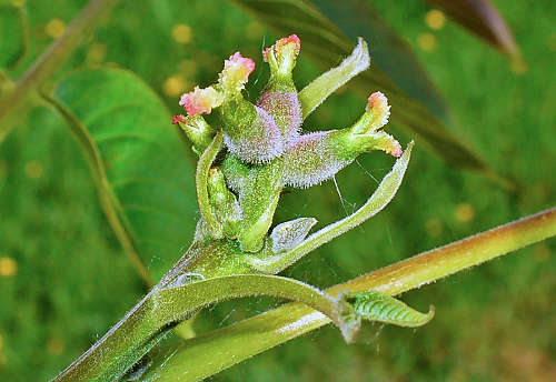 By H. Zell - Own work, CC BY-SA 3.0, httpscommons.wikimedia.orgwindex.phpcurid-10528080