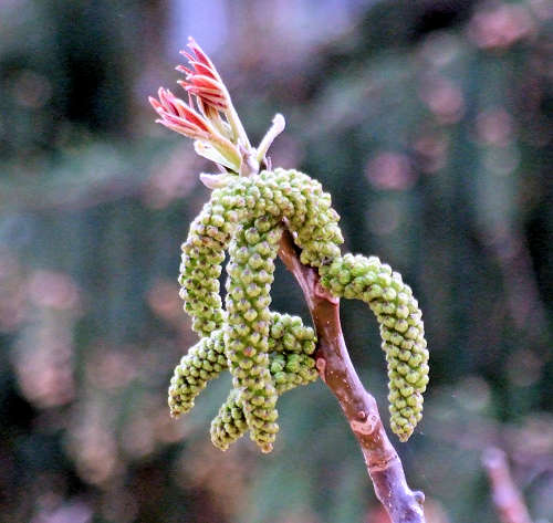 By Dontworry - Own work, CC BY-SA 3.0, httpscommons.wikimedia.orgwindex.phpcurid-6500504