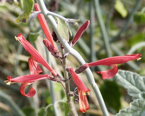 Justicia californica: Chuparosa - flowers