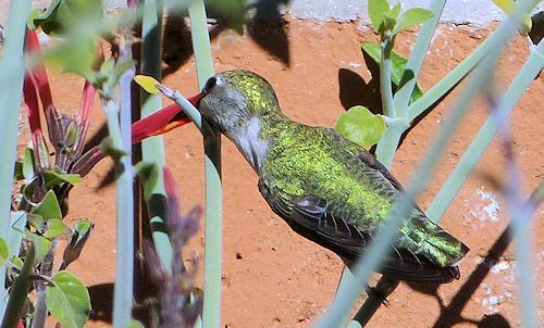 Justicia californica: Chuparosa - with hummingbird