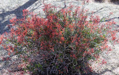 Justicia californica: Chuparosa