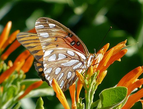 Justicia spicigera: Mexican honeysuckle - with butterfly