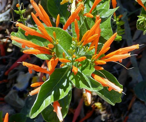 Justicia spicigera: Mexican honeysuckle - flowers