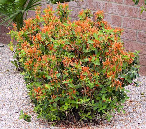Justicia spicigera: Mexican honeysuckle