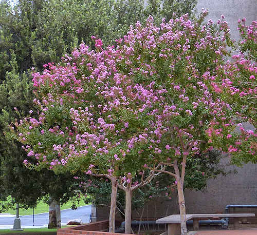 Lagerstroemia indica: Crepe Myrtle
