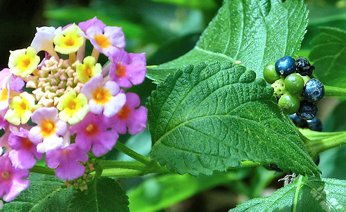 Lantana camara: Lantana - fruit