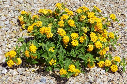 Lantana camara - gold flowers