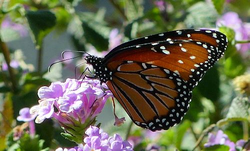 Lantana montevidensis: Trailing Lantana - with butterfly
