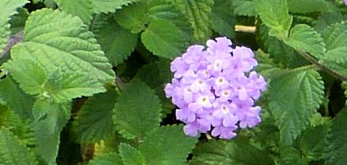 Lantana montevidensis: Trailing Lantana - flower cluster